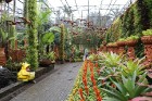 Travelnews.lv kopā ar «365 brīvdienas» un «Turkish Airlines» iepazīst tropu botānisko dārzu «Nong Nooch Tropical Garden» 3