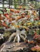 Travelnews.lv kopā ar «365 brīvdienas» un «Turkish Airlines» iepazīst tropu botānisko dārzu «Nong Nooch Tropical Garden» 21