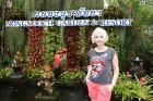 Travelnews.lv kopā ar «365 brīvdienas» un «Turkish Airlines» iepazīst tropu botānisko dārzu «Nong Nooch Tropical Garden» 45
