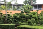 Travelnews.lv kopā ar «365 brīvdienas» un «Turkish Airlines» iepazīst tropu botānisko dārzu «Nong Nooch Tropical Garden» 57