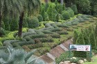 Travelnews.lv kopā ar «365 brīvdienas» un «Turkish Airlines» iepazīst tropu botānisko dārzu «Nong Nooch Tropical Garden» 79