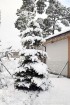 Ventspils «Lemberga hūtē» bauda sniegu, bet gaida salu, lai tas varētu noturēties 8