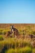 Iepazīsti krāšņos Dienvidaustrālijas plašumus. Foto: South Australian Tourism Commission 7