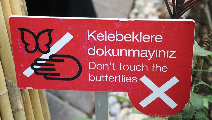 Travelnews.lv apmeklē Konjas taureņu māju «Konya Tropical Butterfly Garden». Atbalsta: Turkish Airlines