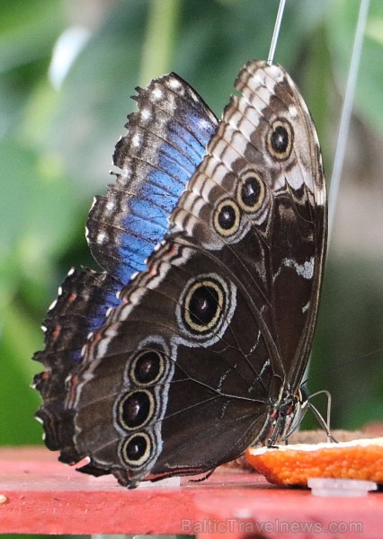 Travelnews.lv apmeklē Konjas taureņu māju «Konya Tropical Butterfly Garden». Atbalsta: Turkish Airlines