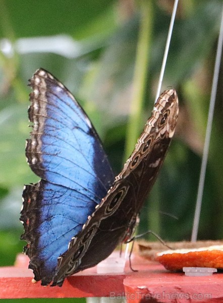 Travelnews.lv apmeklē Konjas taureņu māju «Konya Tropical Butterfly Garden». Atbalsta: Turkish Airlines