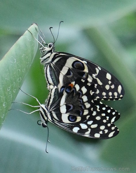Travelnews.lv apmeklē Konjas taureņu māju «Konya Tropical Butterfly Garden». Atbalsta: Turkish Airlines