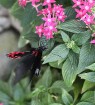 Travelnews.lv apmeklē Konjas taureņu māju «Konya Tropical Butterfly Garden». Atbalsta: Turkish Airlines 15