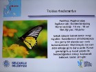 Travelnews.lv apmeklē Konjas taureņu māju «Konya Tropical Butterfly Garden». Atbalsta: Turkish Airlines 35