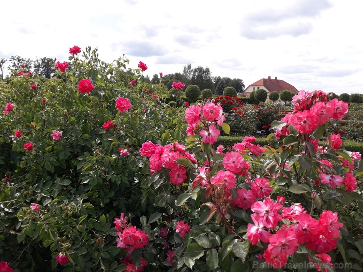 Rundāles pilī skaisti zied franču rožu dārzs 225467