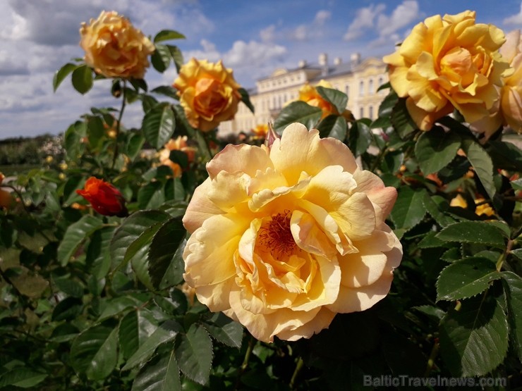 Rundāles pilī skaisti zied franču rožu dārzs 225483