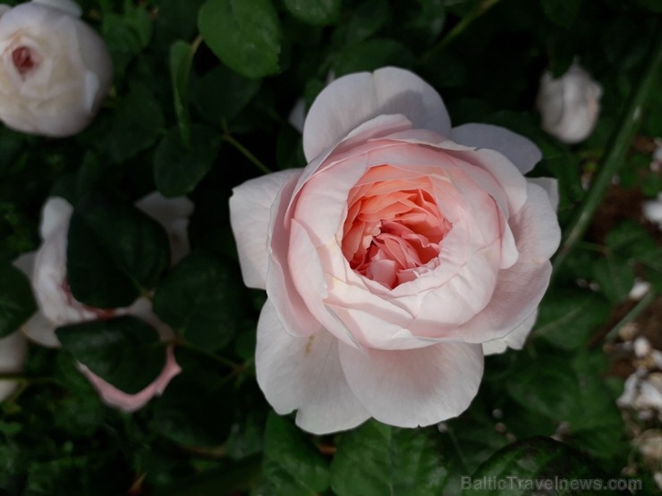 Rundāles pilī skaisti zied franču rožu dārzs