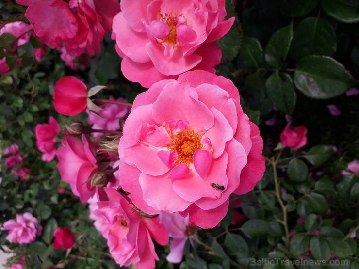 Rundāles pilī skaisti zied franču rožu dārzs