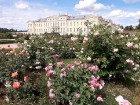 Rundāles pilī skaisti zied franču rožu dārzs 3