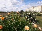 Rundāles pilī skaisti zied franču rožu dārzs 7