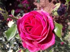 Rundāles pilī skaisti zied franču rožu dārzs 13