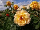 Rundāles pilī skaisti zied franču rožu dārzs 17