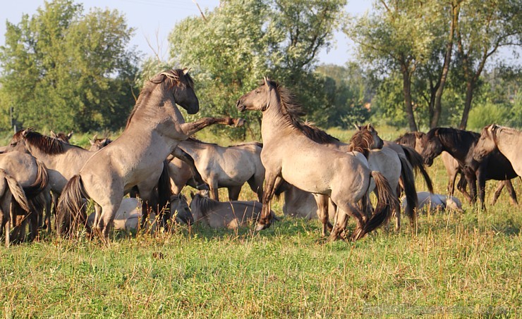 Travelnews.lv apmeklē savvaļas zirgus Jelgavas pļavās