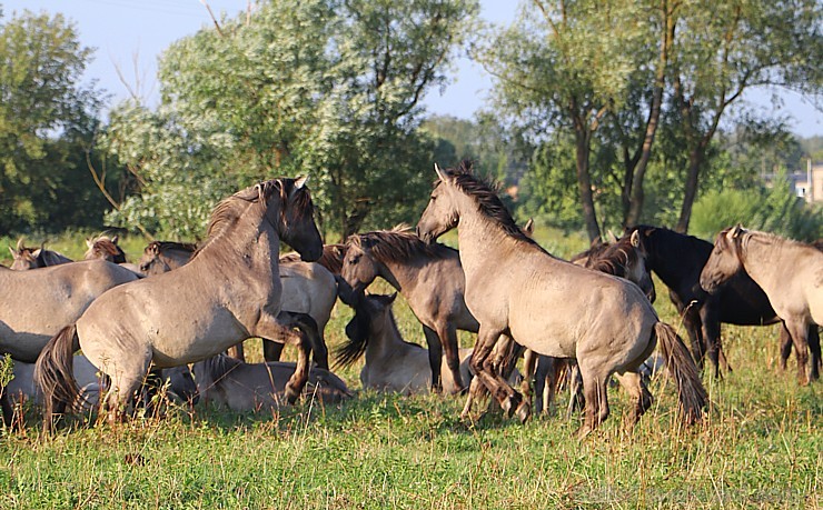 Travelnews.lv apmeklē savvaļas zirgus Jelgavas pļavās