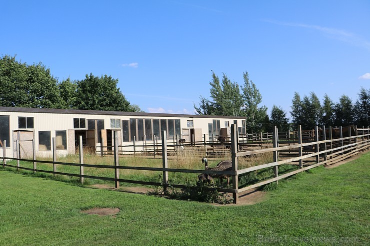 Travelnews.lv apmeklē strausu fermu «Mazzariņi» Jelgavas novadā. 