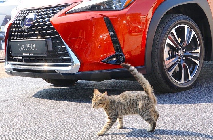 Travelnews.lv iepazīst jauno «Lexus UX250h» brokastīs 231914