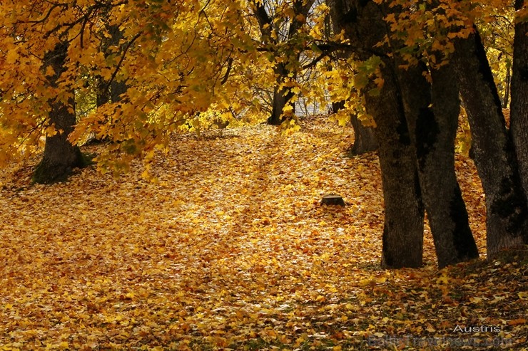 Latvijas un ārvalstu iedzīvotāju ķert zelta lapu mirkļus, atspoguļojot brīnišķīgi krāšņo rudeni. Foto no Siguldas novada pašvaldības vizuālo materiālu