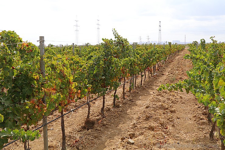 Travelnews.lv iepazīst Azerbaidžānas vīnogu laukus, vīna darītavu un vīnu. Sadarbībā ar Latvijas vēstniecību Azerbaidžānā un tūrisma firmu «RANTUR Tra 235527