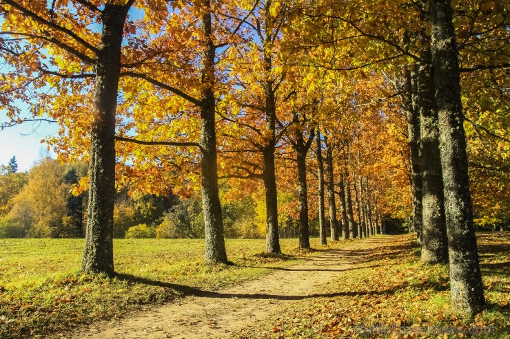Bīriņu Pils parks ir brīnišķīga vieta zelta rudens baudīšanai 235574
