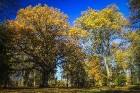 Bīriņu Pils parks ir brīnišķīga vieta zelta rudens baudīšanai 26
