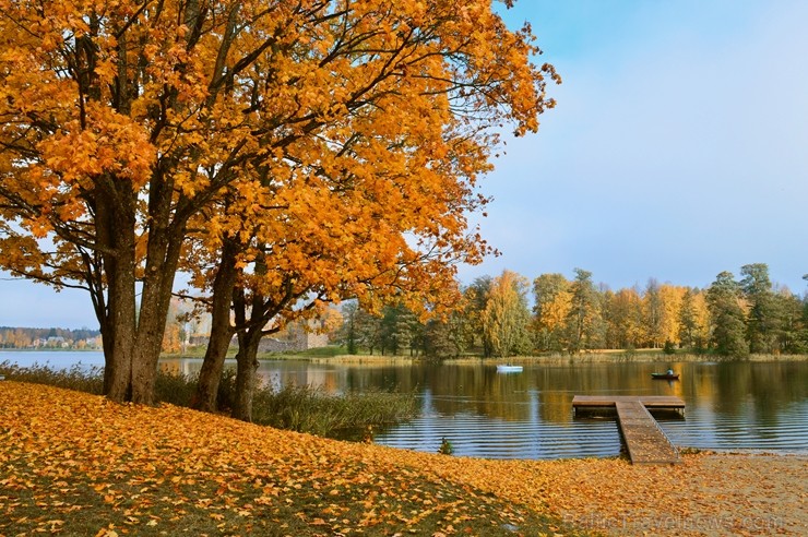 Senatnīgajā Ziemeļvidzemes pilsētā Alūksnē un tās apkārtnē valda zelta rudens. Foto: Aivija Gritāne 235795