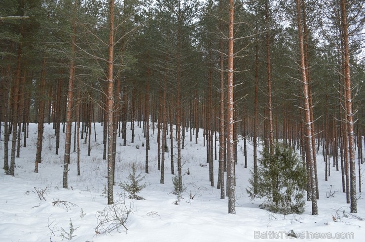 Interesantā pārgājiena laikā pasākuma dalībnieki tika izglītoti par dzīvniekiem ziemā, atstātajiem pēdu nospiedumiem, varēja noskaidrot no kurienes at 243924