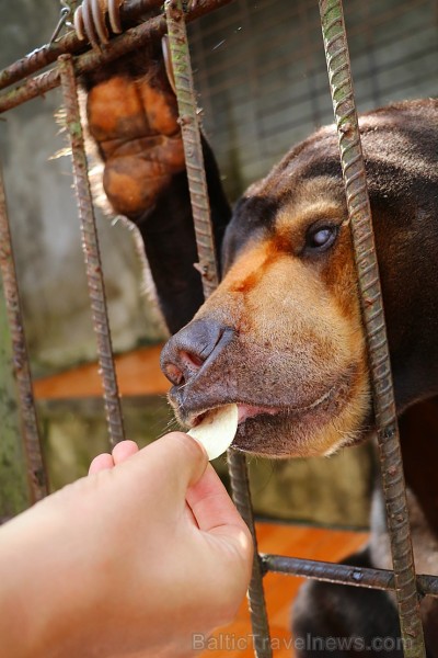 Travelnews.lv iesaka ignorēt zoodārzu Prenn parkā līdz dzīvnieku uzturēšanas apstākļu būtiskai uzlabošanai. Atbalsta: 365 brīvdienas 246969