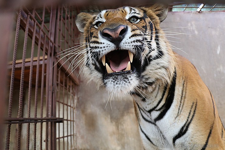Travelnews.lv iesaka ignorēt zoodārzu Prenn parkā līdz dzīvnieku uzturēšanas apstākļu būtiskai uzlabošanai. Atbalsta: 365 brīvdienas 246978