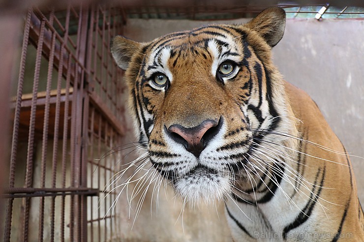 Travelnews.lv iesaka ignorēt zoodārzu Prenn parkā līdz dzīvnieku uzturēšanas apstākļu būtiskai uzlabošanai. Atbalsta: 365 brīvdienas 246979