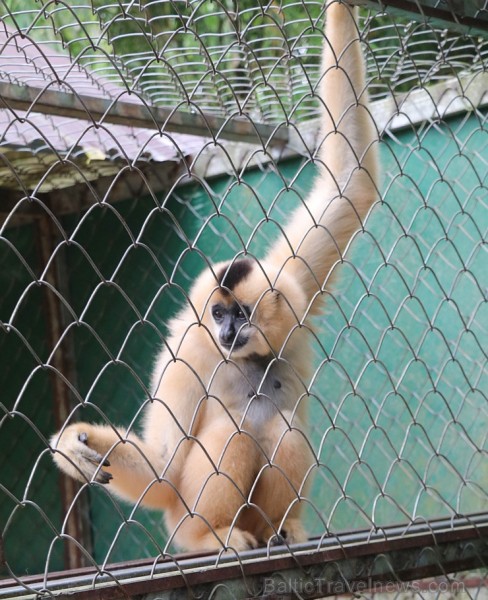 Travelnews.lv iesaka ignorēt zoodārzu Prenn parkā līdz dzīvnieku uzturēšanas apstākļu būtiskai uzlabošanai. Atbalsta: 365 brīvdienas 246982