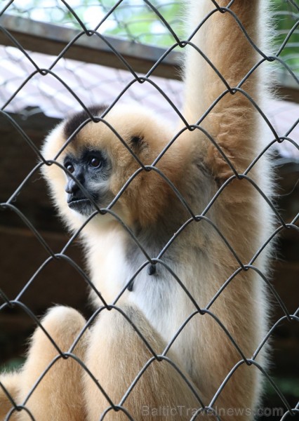 Travelnews.lv iesaka ignorēt zoodārzu Prenn parkā līdz dzīvnieku uzturēšanas apstākļu būtiskai uzlabošanai. Atbalsta: 365 brīvdienas Travelnews.lv iesaka ignorēt zoodārzu Prenn parkā līdz dzīvnieku uzturēšanas apstākļu būtiskai uzlabošanai. Atbalsta: 365 brīvdienas 246984