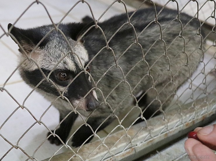 Travelnews.lv iesaka ignorēt zoodārzu Prenn parkā līdz dzīvnieku uzturēšanas apstākļu būtiskai uzlabošanai. Atbalsta: 365 brīvdienas 