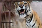 Travelnews.lv iesaka ignorēt zoodārzu Prenn parkā līdz dzīvnieku uzturēšanas apstākļu būtiskai uzlabošanai. Atbalsta: 365 brīvdienas 18