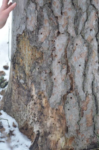 Pārgājiena laikā dalībnieki izglītojās par dzīvnieku atstātajiem pēdu nospiedumiem dabā, nosaidroja no kurienes atceļojušas un kurp aizved to pēdas, a 247851