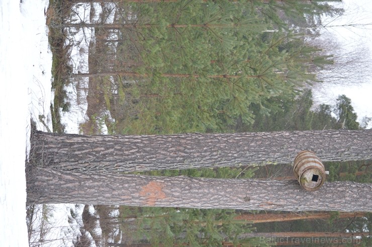 Pārgājiena laikā dalībnieki izglītojās par dzīvnieku atstātajiem pēdu nospiedumiem dabā, nosaidroja no kurienes atceļojušas un kurp aizved to pēdas, a 247854