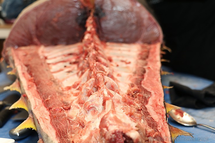 Skatītāju priekšā «Centrālais Gastro Tirgus» tiek sadalīts 208kg smags un 6.000 eiro vērts tuncis 250632