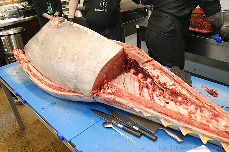 Skatītāju priekšā «Centrālais Gastro Tirgus» tiek sadalīts 208kg smags un 6.000 eiro vērts tuncis 250633
