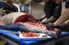 208 kg smagais un 6.000 Eiro vērtais zilspuru tuncis uz Rīgu 