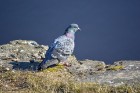 Dabas liegumā «Lubāna mitrājs» Putnu dienās pulcējas zinātkāri dabas draugi 37