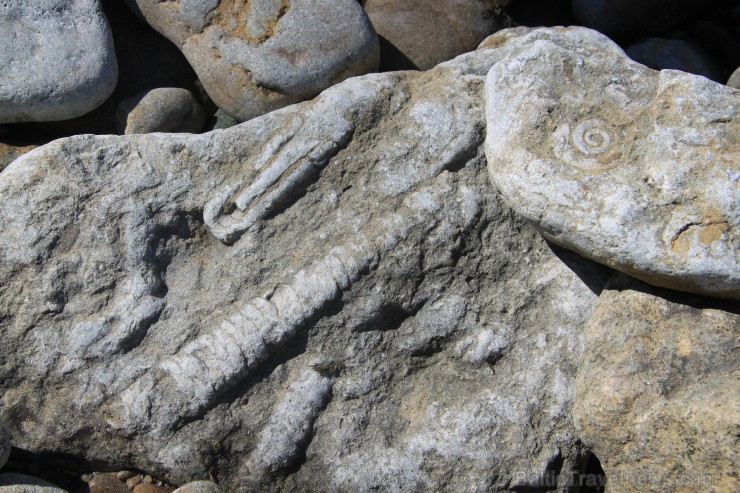 Stāvkrasta pakājē starp akmens oļiem nereti manāmi  Paleozoja ēras Ordovika perioda galvkāja fosīlijas. Tev noteikti atradīsies laiks apstāties un izp 252188