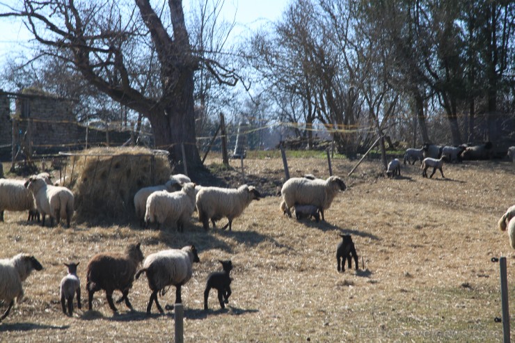 Kādu posmu pēc Toila nākas iet pa šosejas malu, kur sastopam brīnišķīgu aitu ģimeni (?), ar kuru tad nu varam izrunāties ne tikai igauniski, bet arī m
