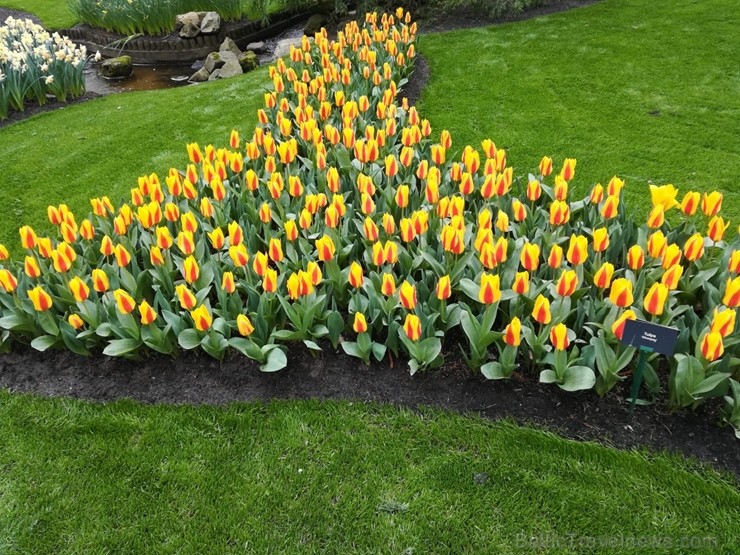 Ceļotāji no Latvijas un visas pasaules pavasarī dodas priecēt acis uz Nīderlandi, kur krāšņi plaukst tulpju ziedi 252387