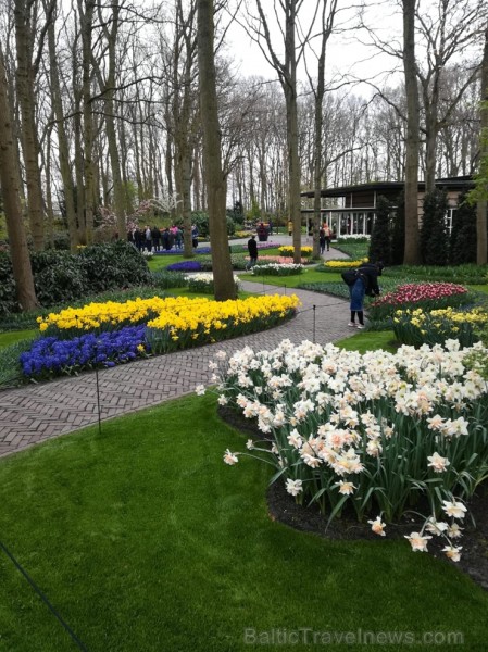 Ceļotāji no Latvijas un visas pasaules pavasarī dodas priecēt acis uz Nīderlandi, kur krāšņi plaukst tulpju ziedi 252388