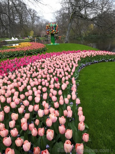 Ceļotāji no Latvijas un visas pasaules pavasarī dodas priecēt acis uz Nīderlandi, kur krāšņi plaukst tulpju ziedi 252389