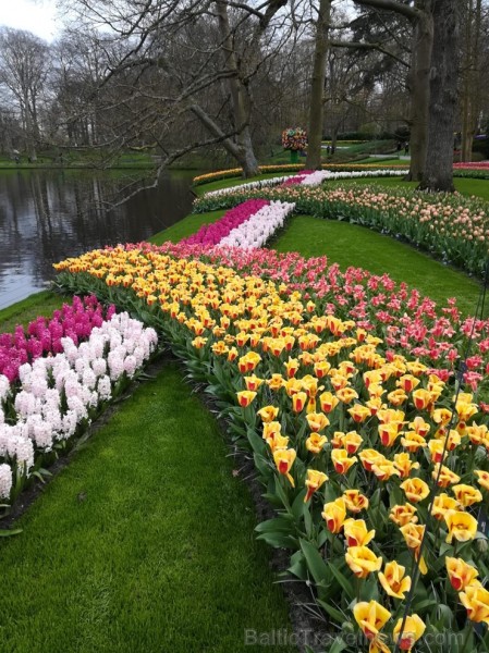 Ceļotāji no Latvijas un visas pasaules pavasarī dodas priecēt acis uz Nīderlandi, kur krāšņi plaukst tulpju ziedi 252390